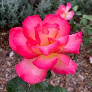 Meet your Posher, Maya